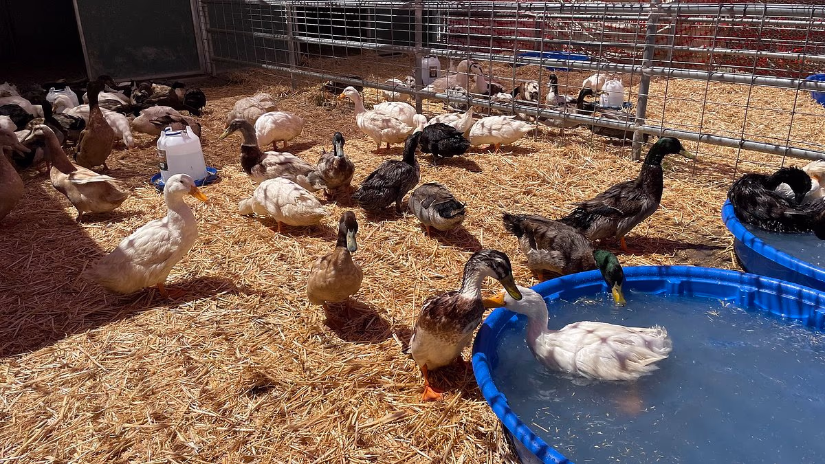 Hundreds of ducks adopted from California sanctuary meet horrific fate