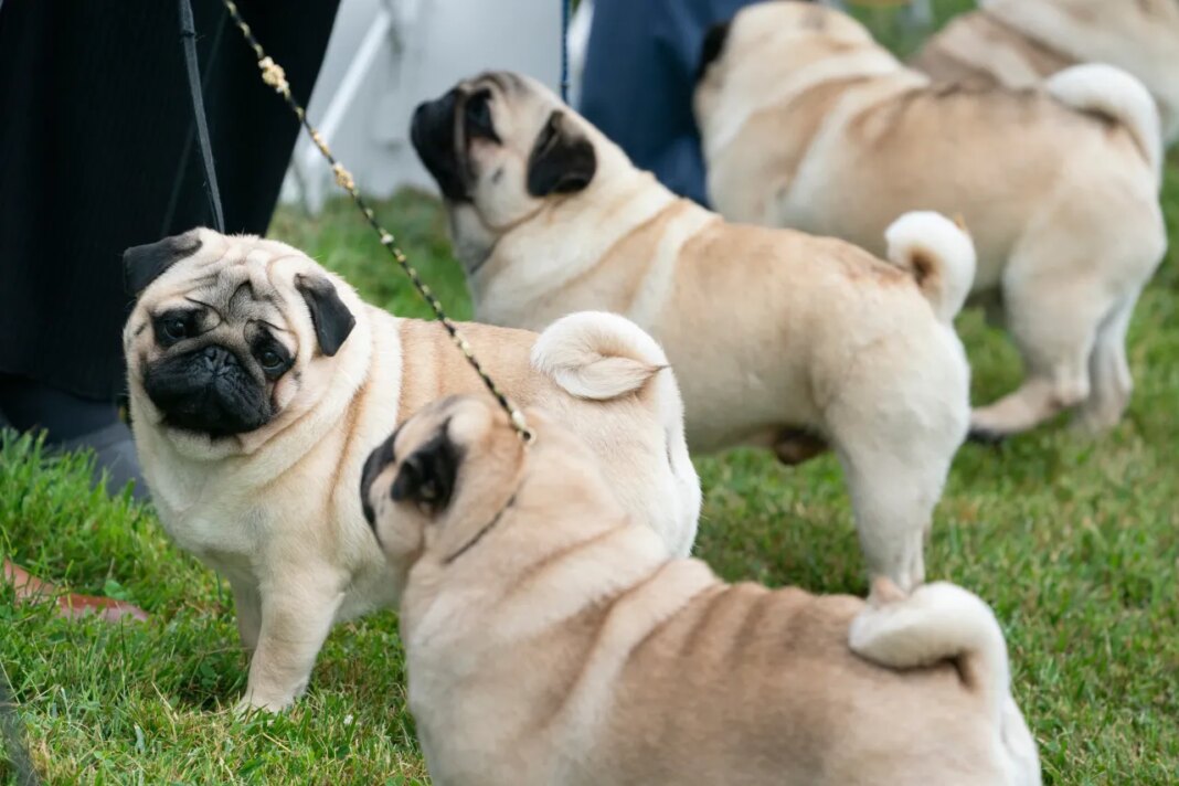 FILE - The pug group is judged outside at the 145th Annual Westminster Kennel Club Dog Show, June 12, 2021, in Tarrytown, N.Y. (AP Photo/John Minchillo, File)