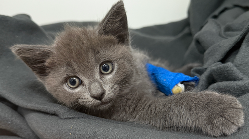 Kittens thrown from moving car in Melbourne