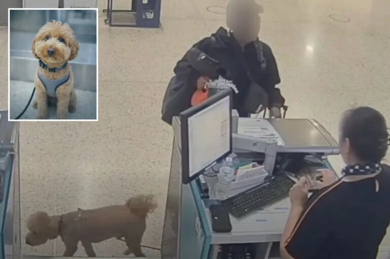 Las Vegas Traveler Faces Jail Time for Abandoning Dog at Harry Reid Airport: A Shocking Tale of Neglect
