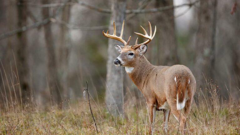 Louisiana Restaurant Faces Investigation After Deer Roadkill Found in Freezer Alongside Food, Authorities Report
