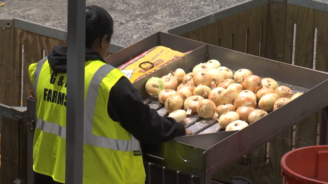 Millions of Georgia Vidalia sweet onions packed, shipped to stores