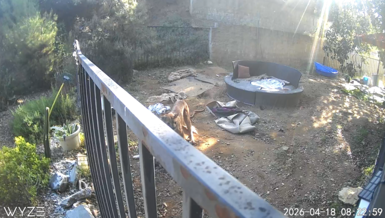 Mountain Lion Attacks and Kills Family Dogs in California Daylight Incident