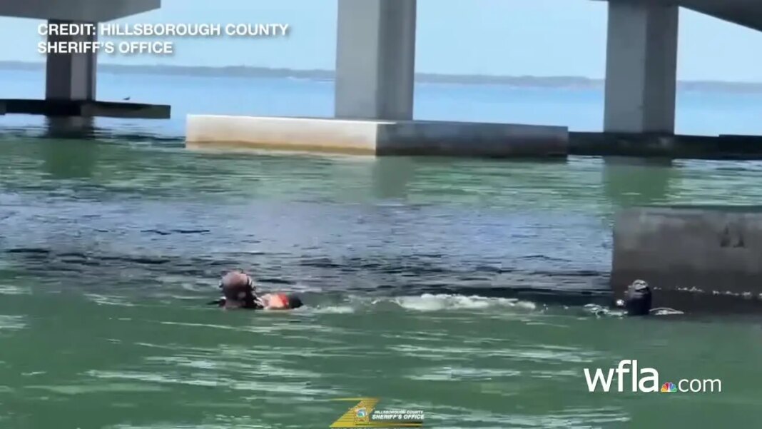 Nonprofit joins search for missing USF doctoral student