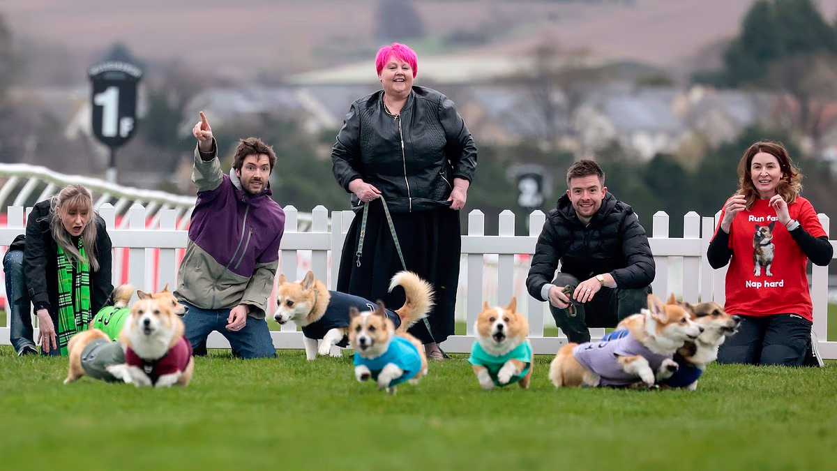 On your barks! Corgis go head-to-head in 70-metre dash to celebrate dog breed beloved by Queen Elizabeth II