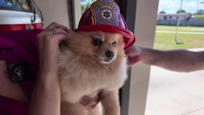 Pomeranian stuck in gate going viral after firefighters rescue with Jaws of Life