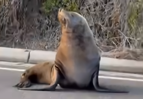 Sammy the seal blocks traffic in Mornington Peninsula