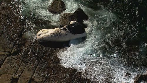 S﻿everal beaches south of Sydney have been closed after a dead whale washed up onto the shore.