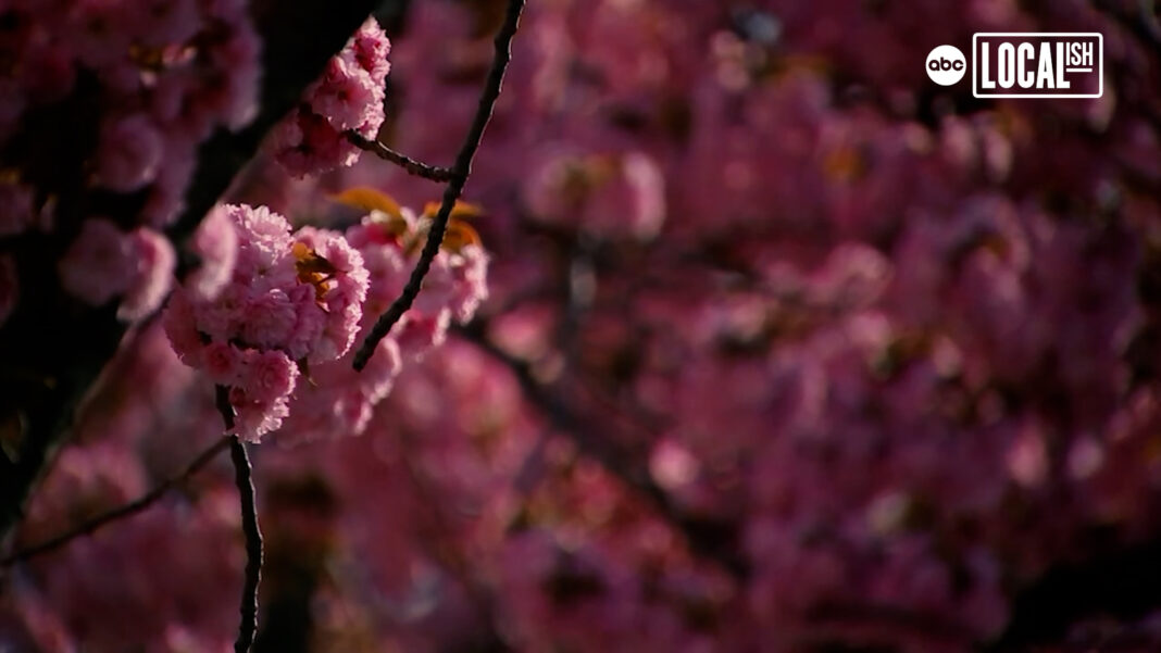 The Petal Protectors keep these NYC cherry blossoms in the pink