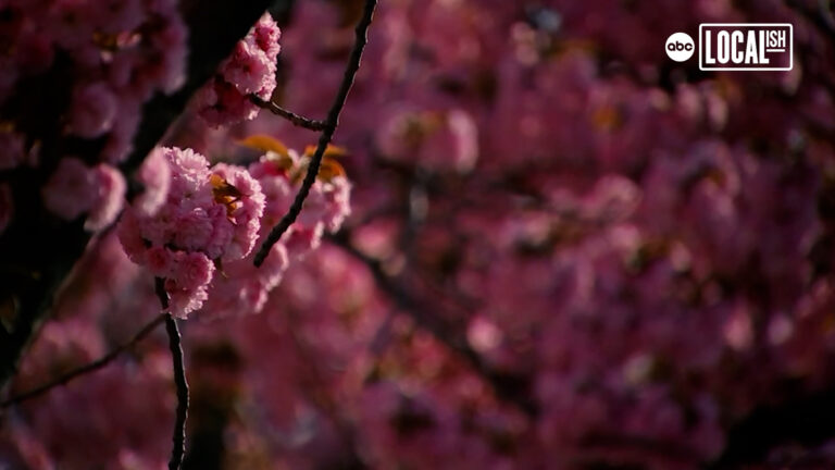 Discover How NYC’s ‘Petal Protectors’ Preserve Cherry Blossom Splendor Year-Round