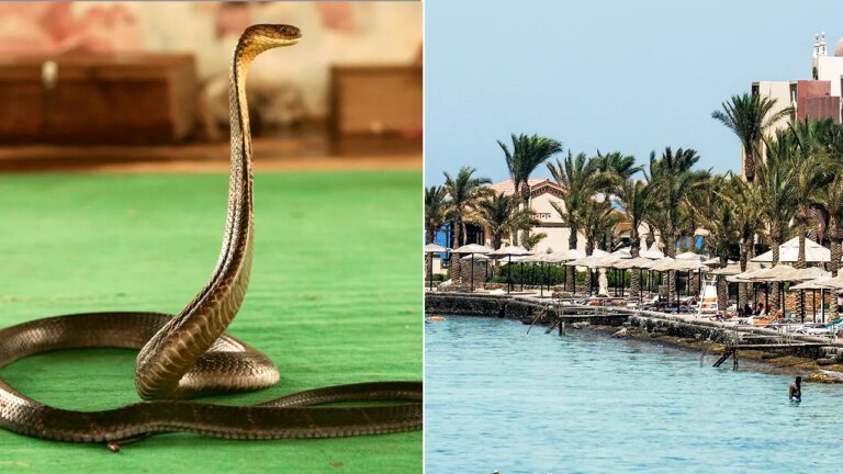 Tragedy Strikes at Luxury Resort: Tourist Succumbs to Cobra Bite During Snake Show, Police Report