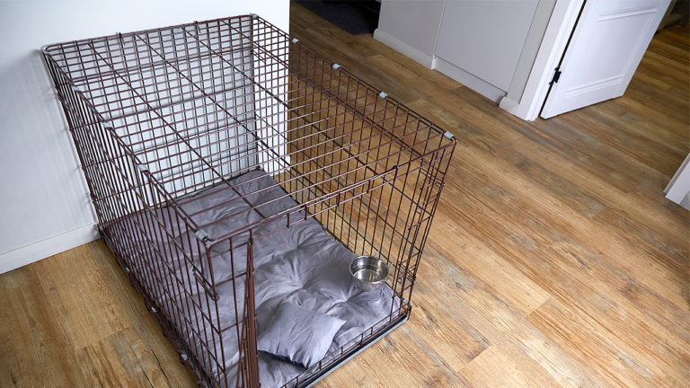 North Carolina Authorities Arrest Two Following Discovery of 13-Year-Old Confined in Dog Kennel and Five Other Children in Unsanitary Conditions