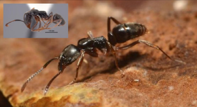 UGA researchers warn against deadly ant in the Southeast