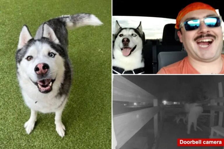 Colorado House Sitter Accused of Stealing U.S. Airman’s Dog and Car During Overseas Deployment