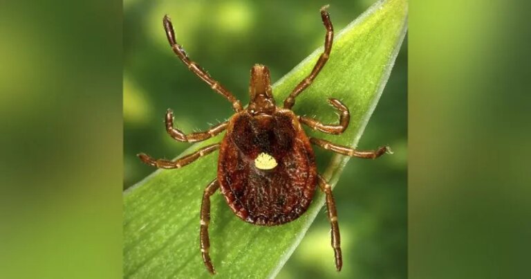 Warm Weather Signals Earlier Tick Season Peak, Warns University of Illinois Expert