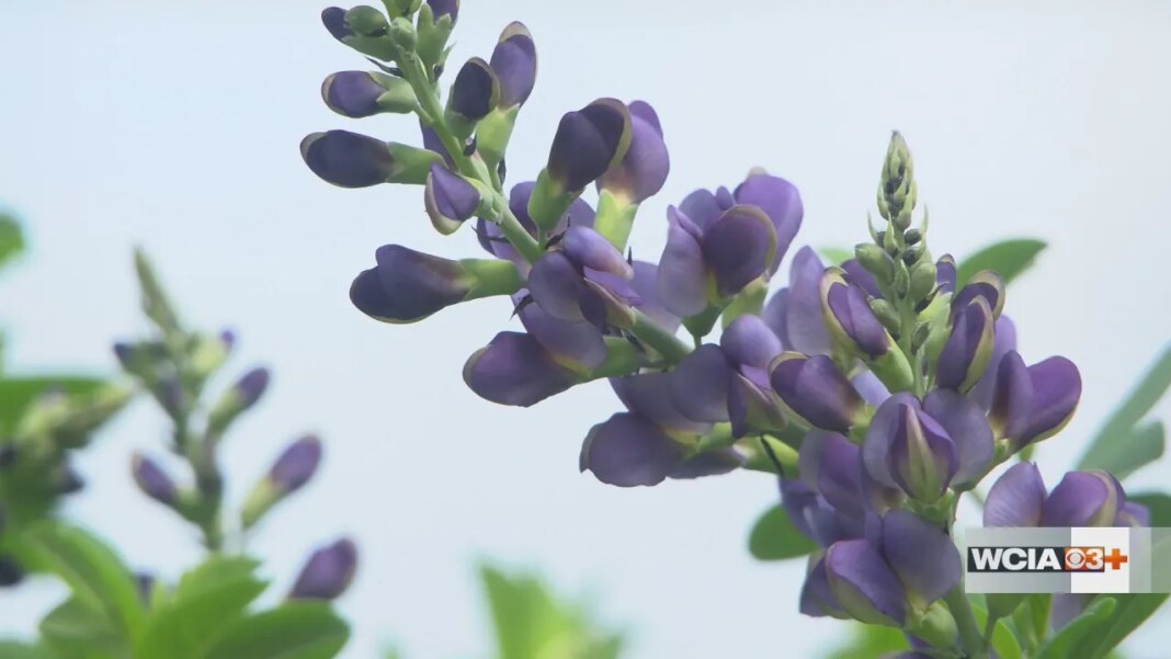 Which plants should I bring inside during a deep freeze in Central Illinois?