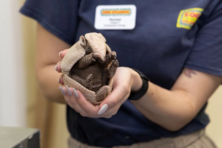Zoo Atlanta Welcomes Rare Armadillo Pup: A Milestone in Conservation Efforts