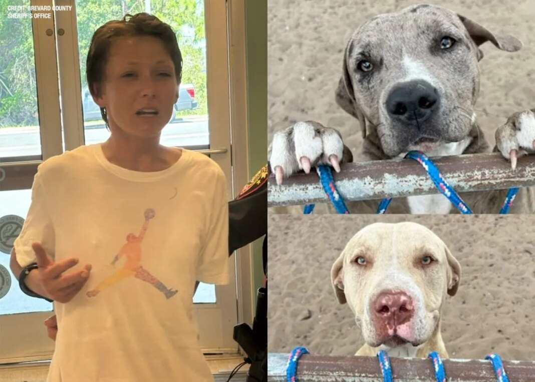'Because of your uselessness': Florida woman arrested in fatal dog attack