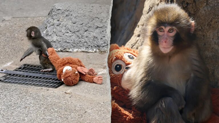 U.S. Tourists Detained in Japan for Alleged Break-In at Famous Monkey Punch’s Habitat