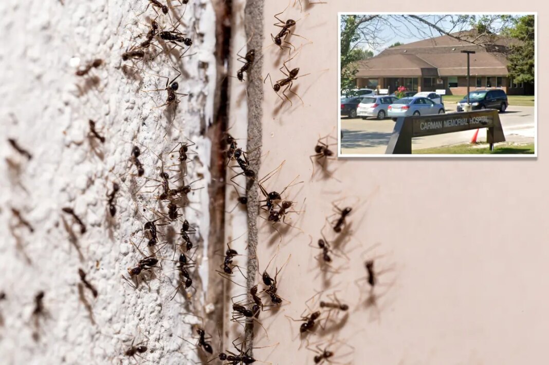 Ant-infested Canadian hospital pauses surgeries after insect invasion