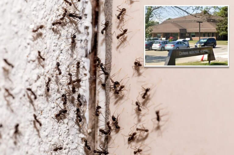 Canadian Hospital Halts Surgeries Amid Unprecedented Ant Infestation Crisis