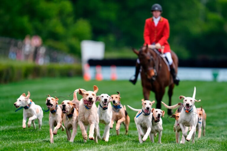 Unleashed Excitement: Iroquois Steeplechase Opens with a Howling Foxhound Parade