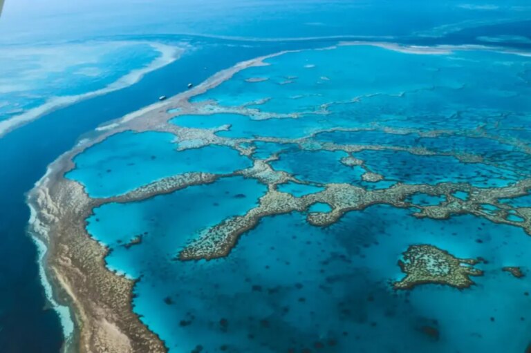 Tragic Shark Attack Claims Life of Australian Man at Great Barrier Reef