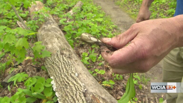 Discover the Hidden Gems: Bike Trails, Disc Golf, and Wildlife Adventures at Kickapoo State Recreation Area