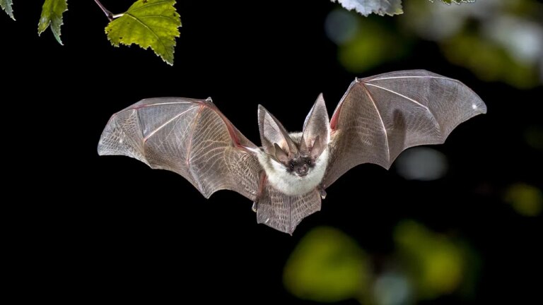 Urgent Alert: Rabid Bat Discovery Sparks Safety Concerns in California Neighborhood