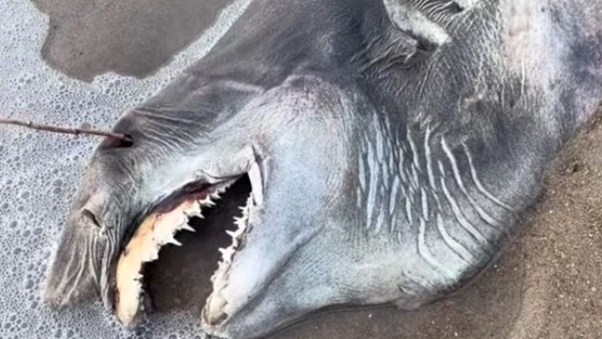 Dead creature with 'needle teeth' washes up on beach: Do you know it?