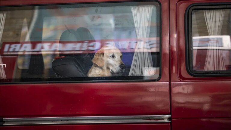 Dog Accidentally Discharges Shotgun, Injuring Woman at Busy Gas Station
