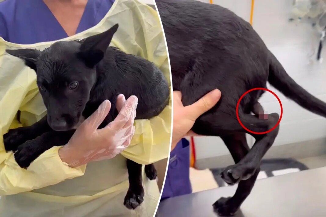 Dog born with a second penis on his leg survives surgery