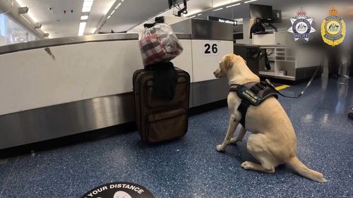 Drug dog sits next to suitcase at Sydney Airport, sparking major find