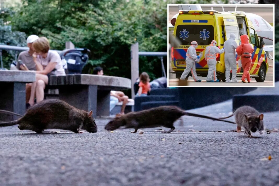 Experts reveal if NYC subway rats can give you hantavirus