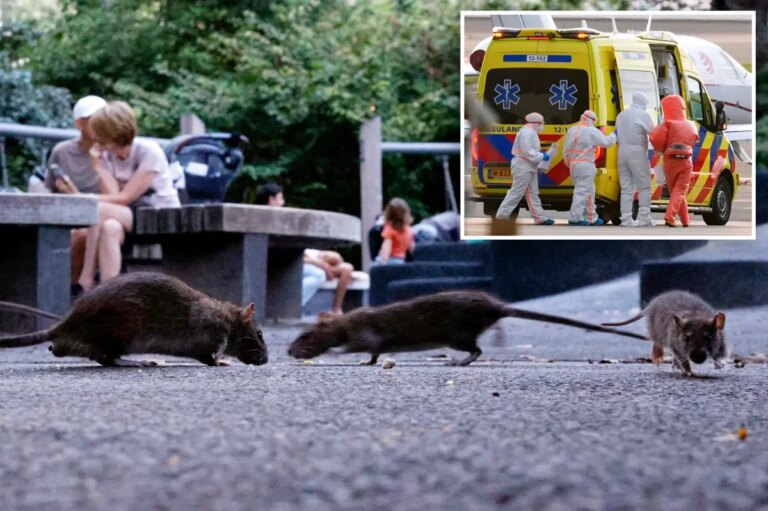 Experts Assess the Risk of Hantavirus Transmission from NYC Subway Rats