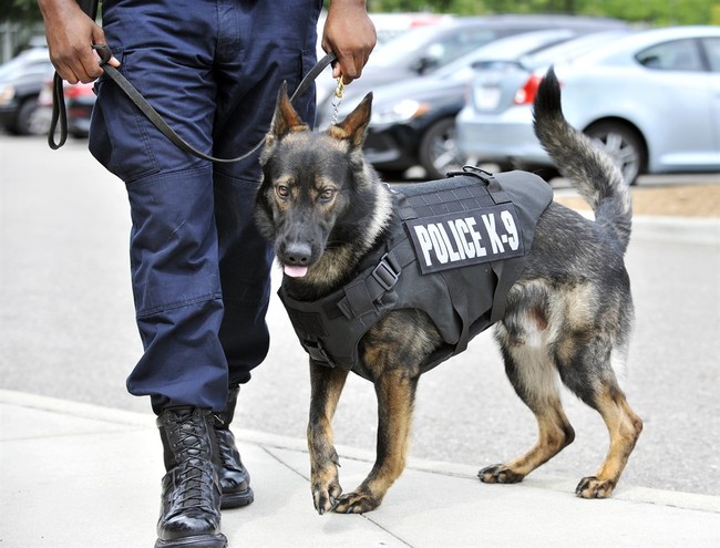 Feel-Good Friday: Powerhouse K-9s, and a Tearful Reunion, Are Your Weekend Palate Cleansers
