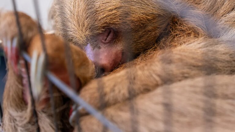 Florida Attorney General Probes Tragic Deaths of 31 Sloths at Warehouse Facility