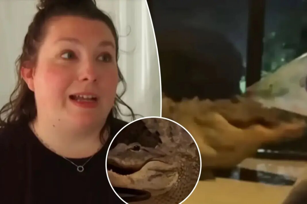 Florida mom catches two alligators fighting on front porch during mating season