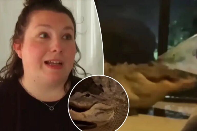 Florida Mom Captures Intense Alligator Showdown on Her Porch During Mating Season