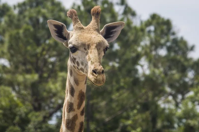 Floyd, Masai giraffe at Brevard Zoo, dies after ongoing health issues