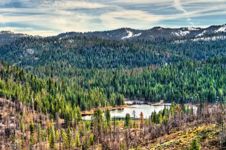 Historic Sighting: Gray Wolf Returns to Sequoia National Park After a Century