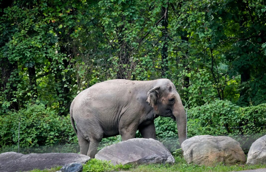 FILE - Bronx Zoo elephant "Happy" strolls inside the zoo