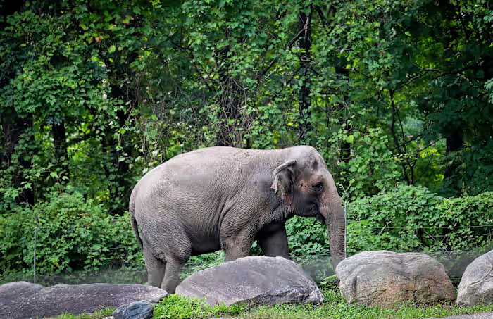Happy, who taught researchers that elephants can recognize themselves, is euthanized at Bronx Zoo