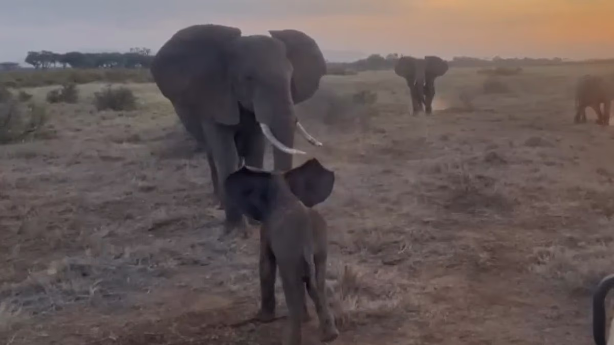 Heartwarming moment lost elephant calf is reunited with family