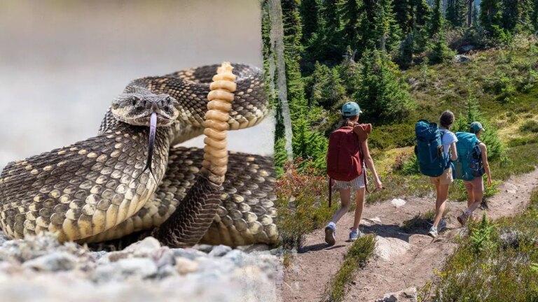 Hiker Airlifted Following Rattlesnake Bite on Remote Trail Amid Rising Incident Rates