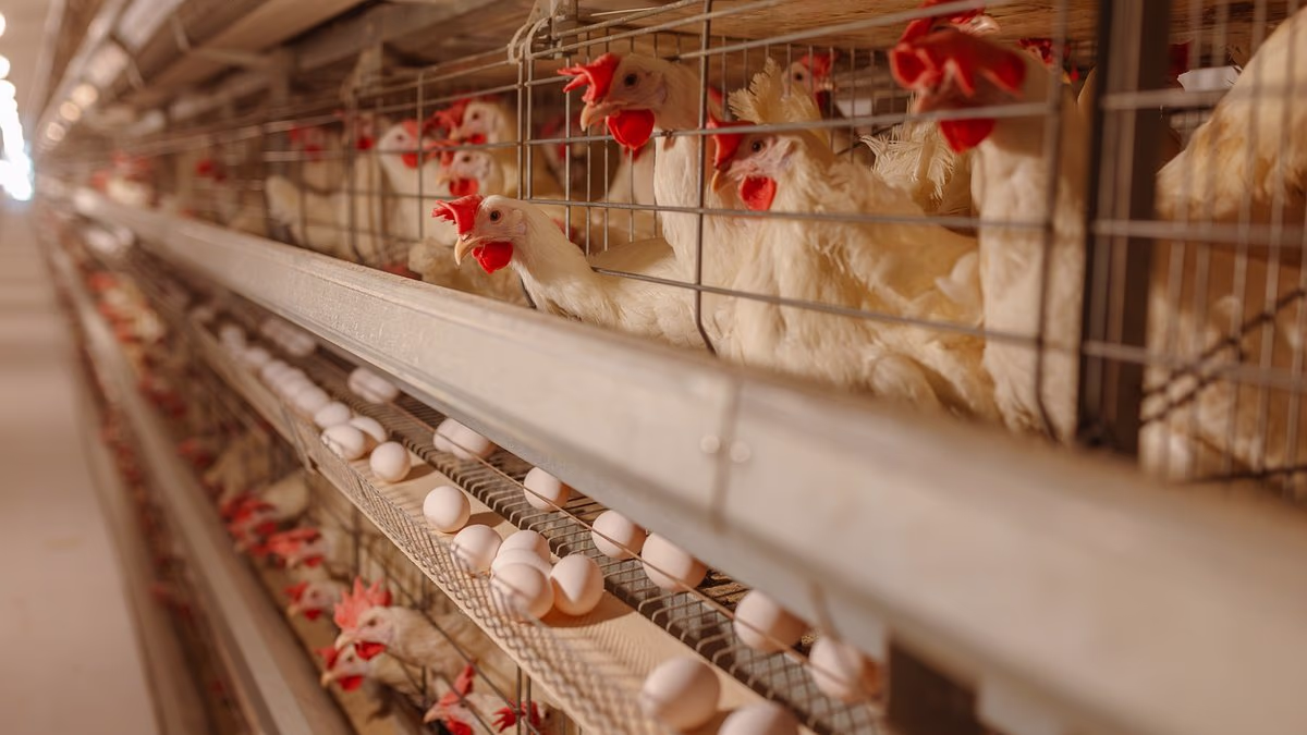 Hundreds sickened with deadly bacteria linked to chicken and eggs