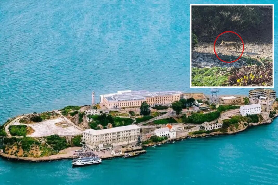 Incredible distance coyote swam to reach Alcatraz revealed