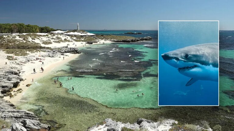Tragedy Strikes as 13-Foot Great White Shark Claims Life Near Popular Island Resort