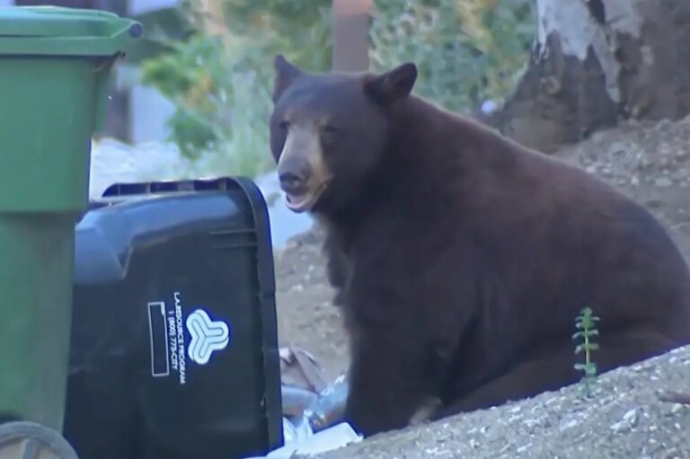 Rampaging Bear Causes Havoc in Los Angeles: Urgent Call for Neighborhood Safety