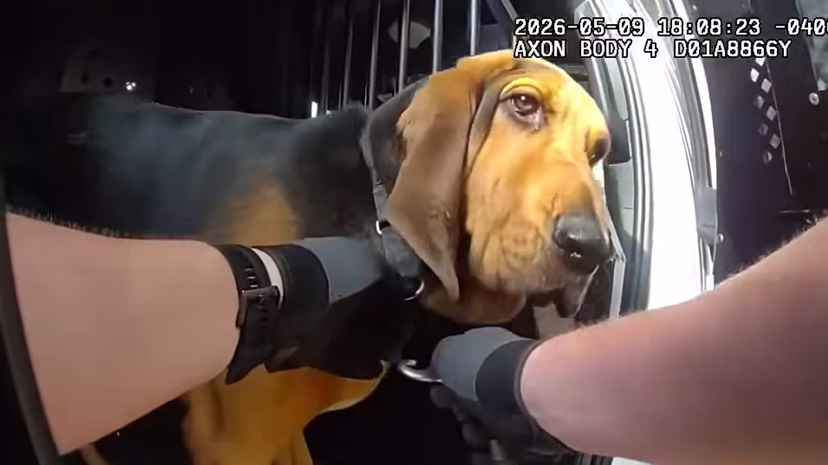 Moment hero police dog hunts out missing 96-year-old in dense forest